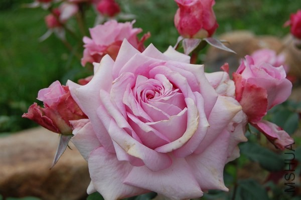 Florajet_6ea746a8_XXXL.jpg