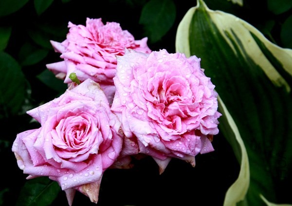 Florajet_13c579c0_XXXL.jpg