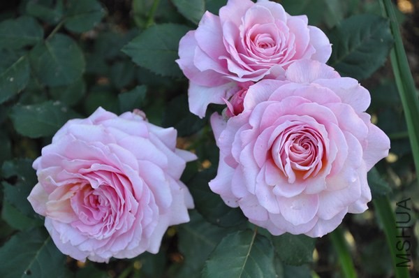 Florajet_30abd22e_XXXL.jpg