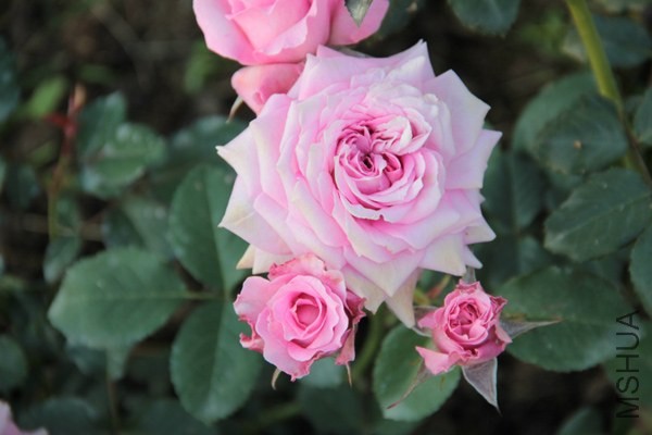 Florajet_5627d981_XXXL.jpg