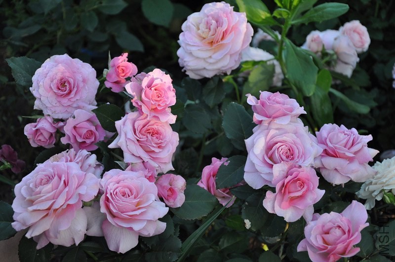Florajet_b576049f_XXXL.jpg