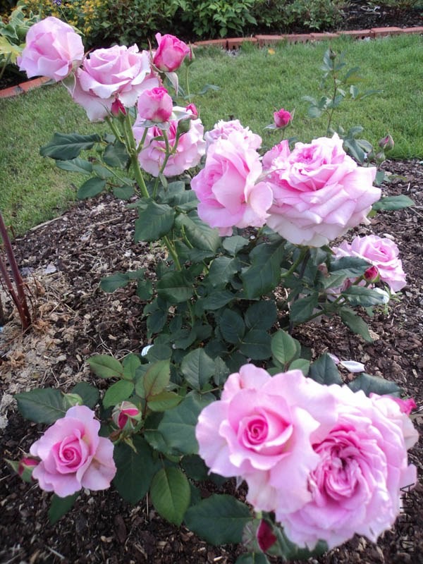 Florajet_be86b3b8_XXXL.jpg