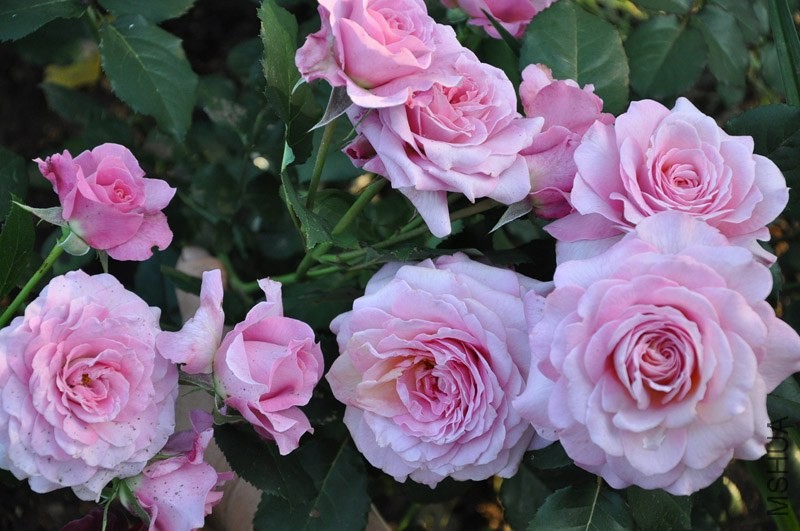 Florajet_bfff649a_XXXL.jpg