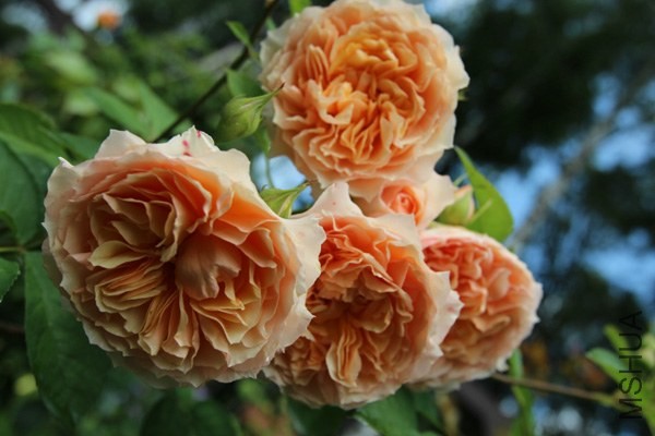 Froufroutante Jackie_3311361f_XL.jpg