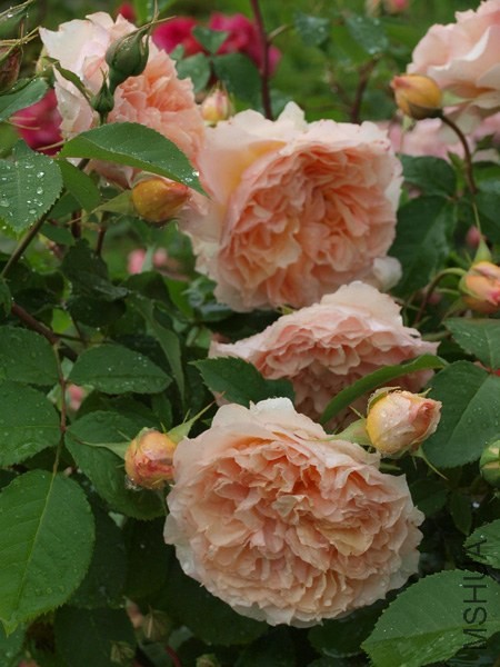 Froufroutante Jackie_f77488f8_XXXL.jpg