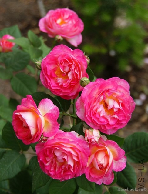 madame de stael32697.jpg