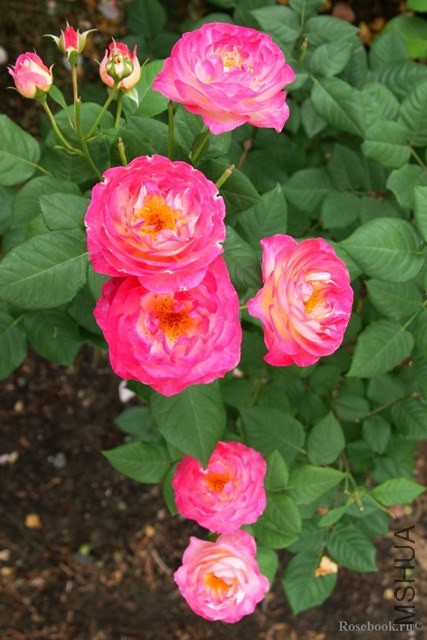 madame de stael33066.jpg