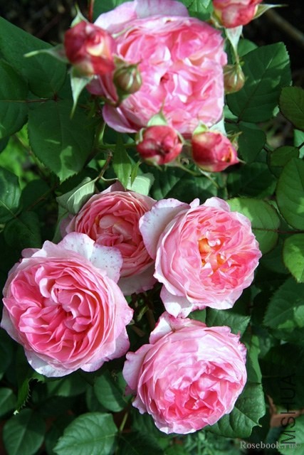 madame de stael45579.jpg