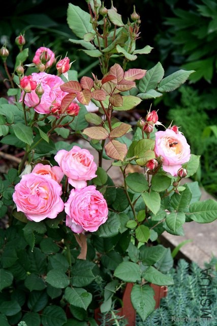 madame de stael45580.jpg