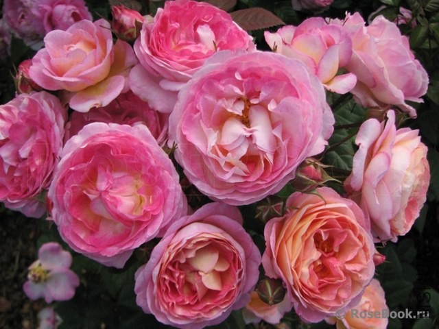 madame de stael61996.jpg