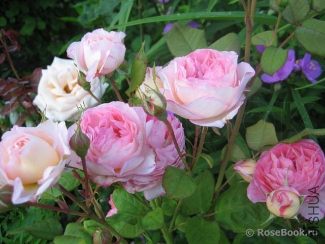 madame de stael81360.jpg