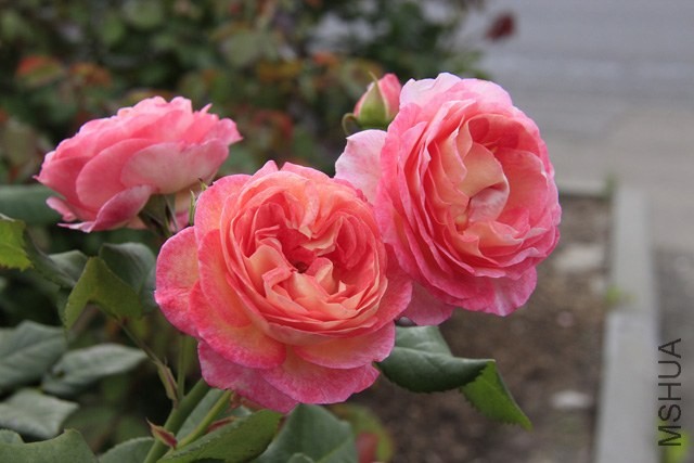 Madame de Stael 43.jpg