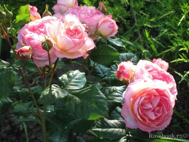 Mme de Stael (MASmast)7852.jpg