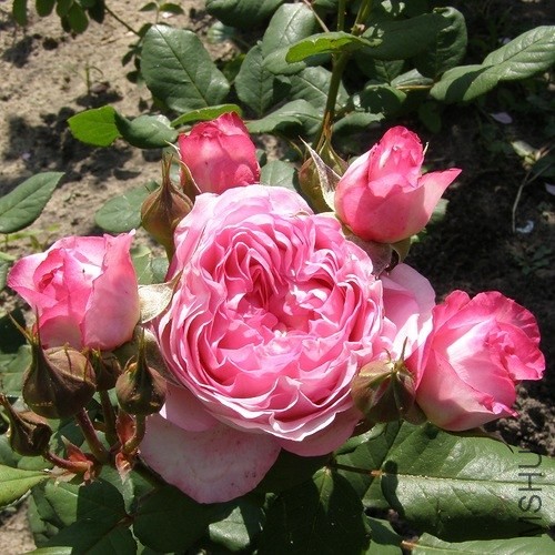Mme de Stal_d62aebb5_L.jpg