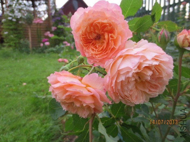 Rose De Gerberoy _56c606b6_XL.jpg