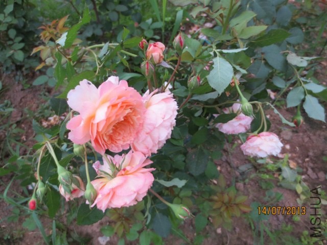Rose De Gerberoy_6adf7e13_XL.jpg