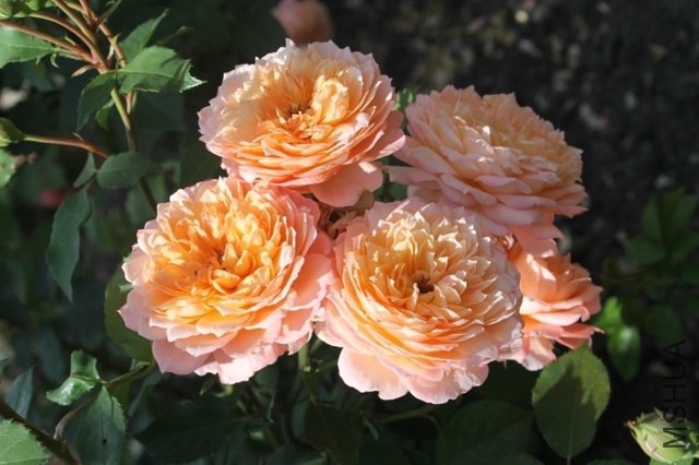 Rose de Gerberoy_10fe78c0_-1-XL.jpg