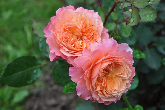 Rose de Gerberoy_30fbe4ea_XXXL.jpg