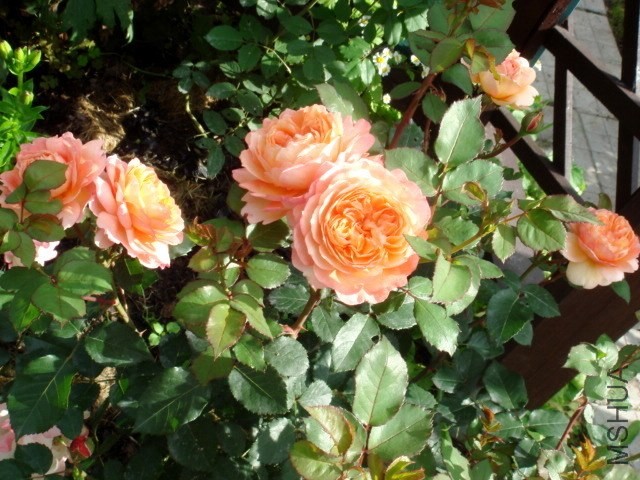 Rose de Gerberoy_51780601_-1-XL.jpg