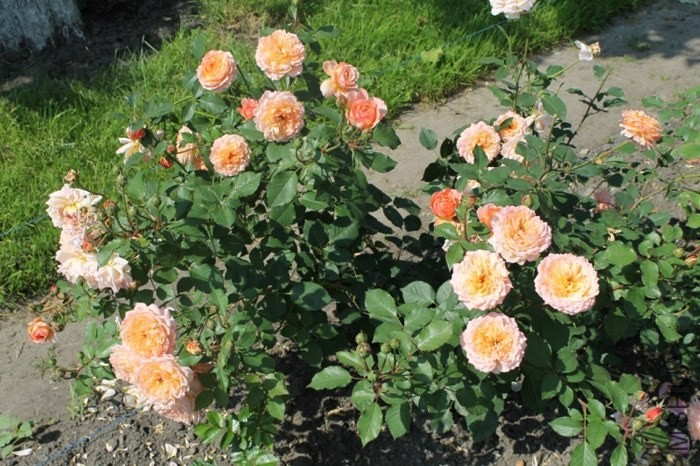Rose de Gerberoy_c5927710_XL.jpg