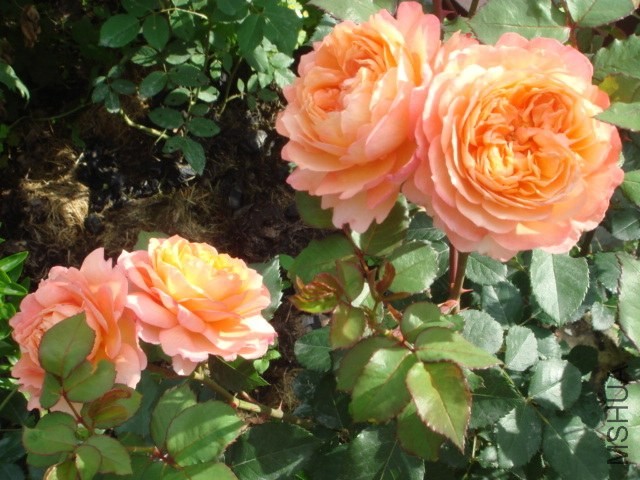 Rose De Gerberoy_c8448619_XL.jpg