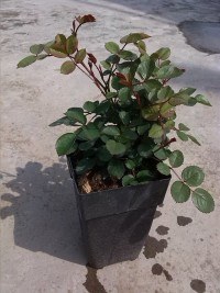 psb (2).jpg