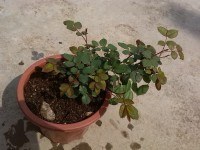 ���D