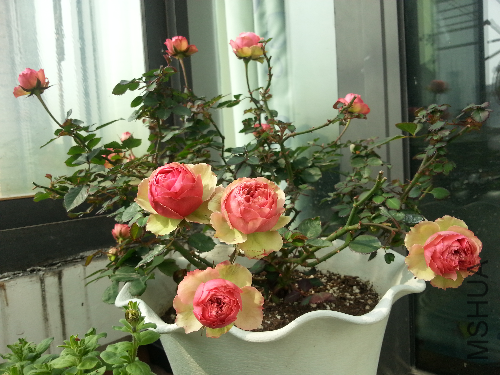 20140222_125302.jpg