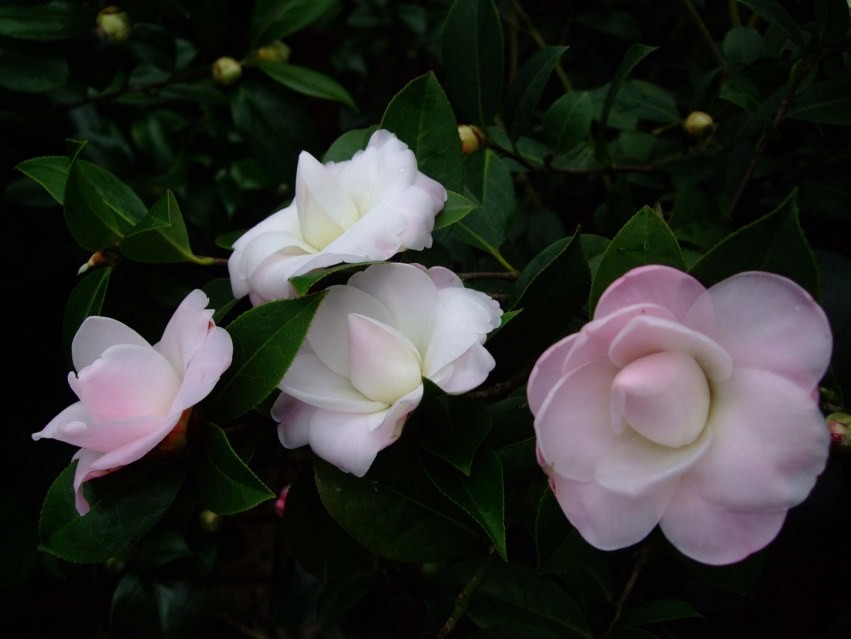 Ʈ�� 2014-2-18 00411.jpg