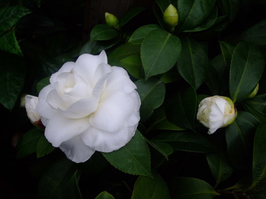 Ƥ˹ 2014-2-17 045.jpg