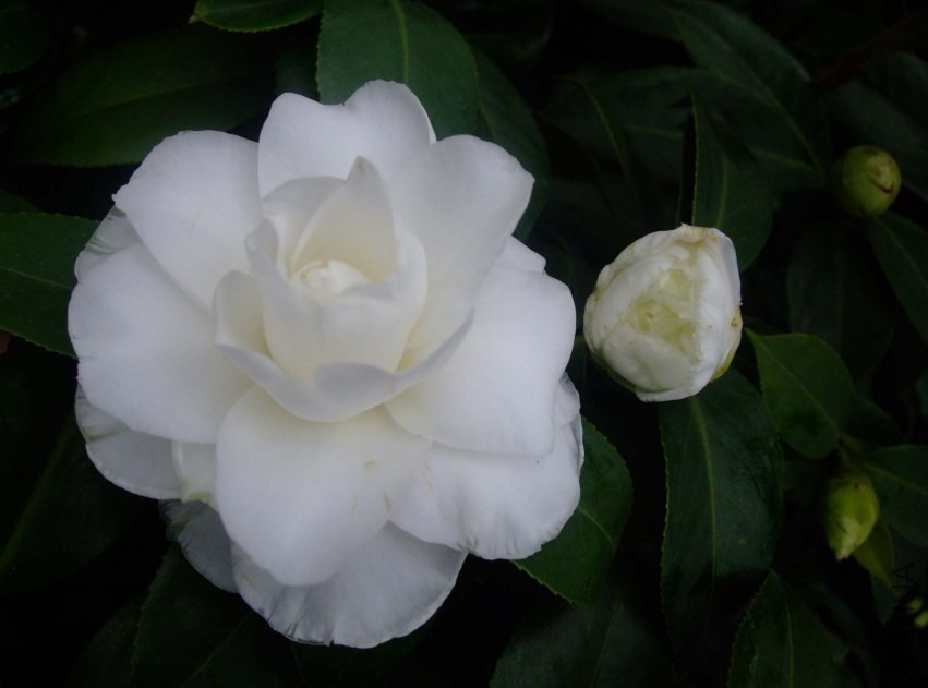 Ƥ˹���� 2014-2-17 046.jpg