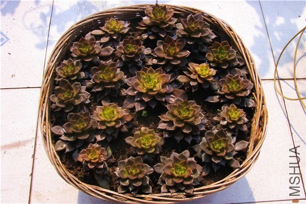 ���͵����� �Ǻ�04.jpg