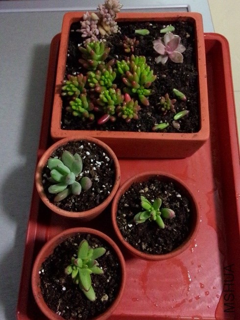 ������ (1).jpg