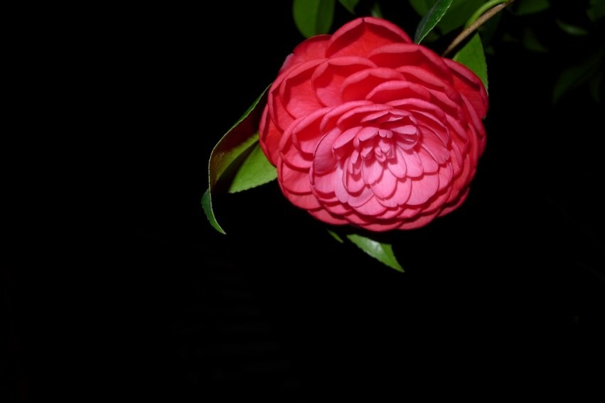 P1010220.jpg