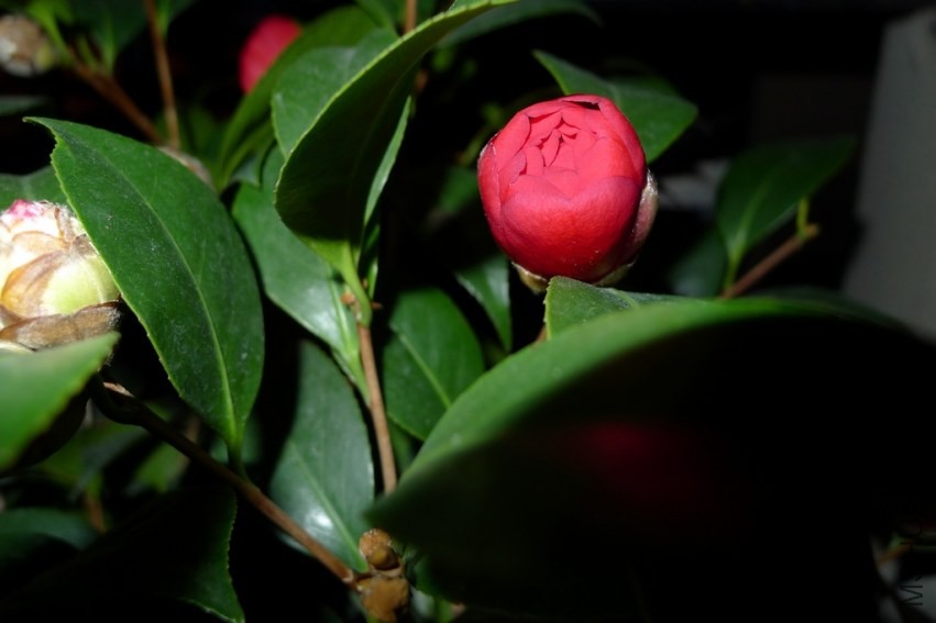 P1010226.jpg