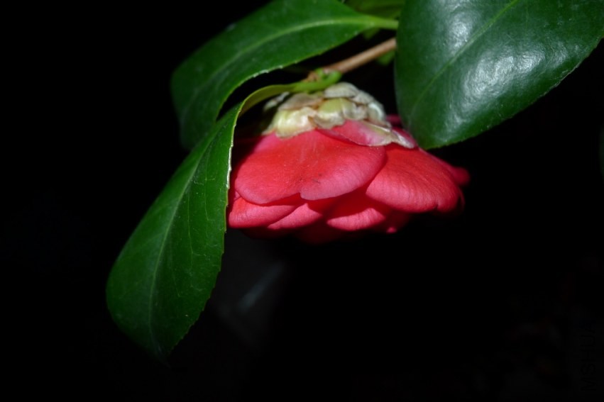 P1010218.jpg