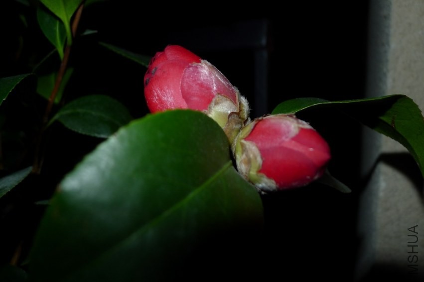 P1010216.jpg