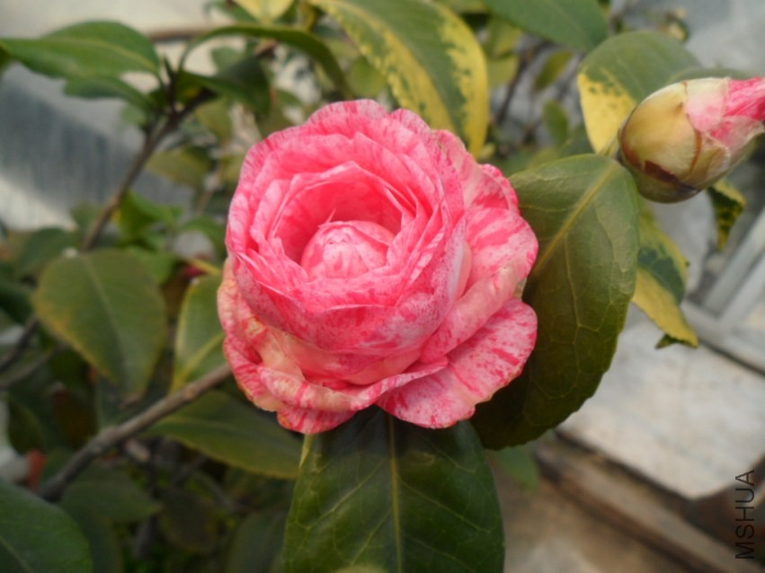 �����˹0555.JPG