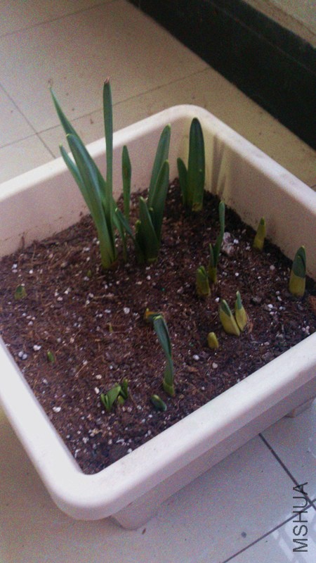daffadillies of many kinds.jpg
