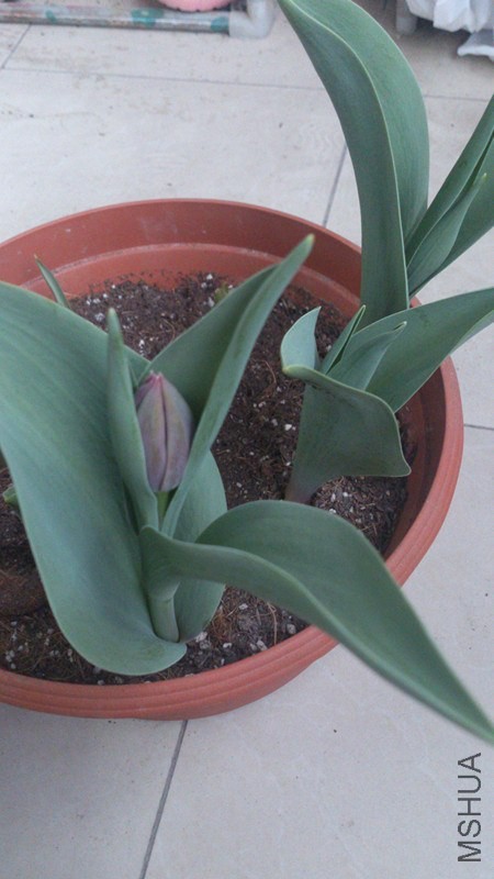 tulips3.jpg
