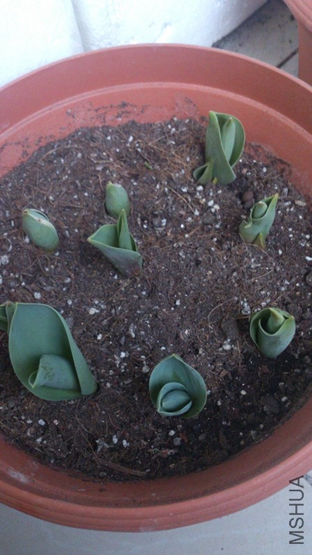 tulips4.jpg