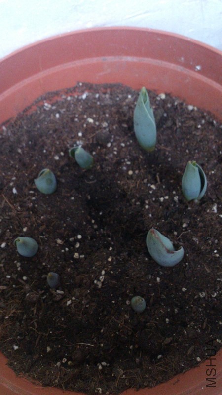 tulips5.jpg