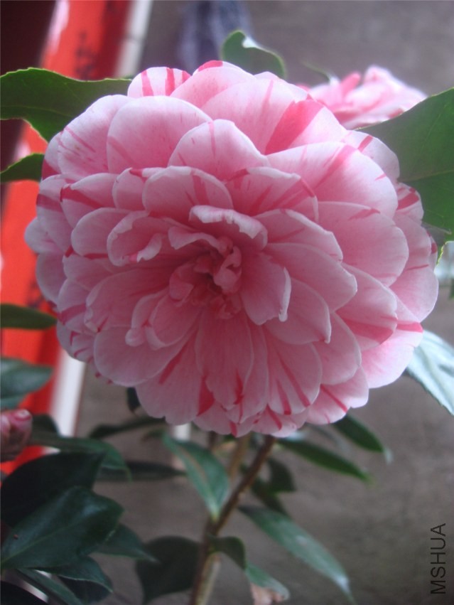 DSC00251.jpg