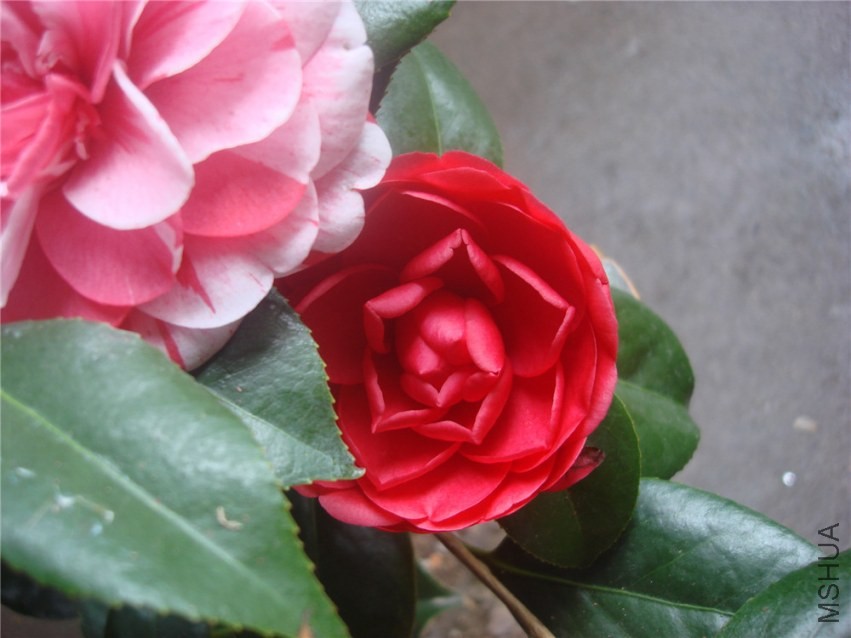 DSC00253.jpg