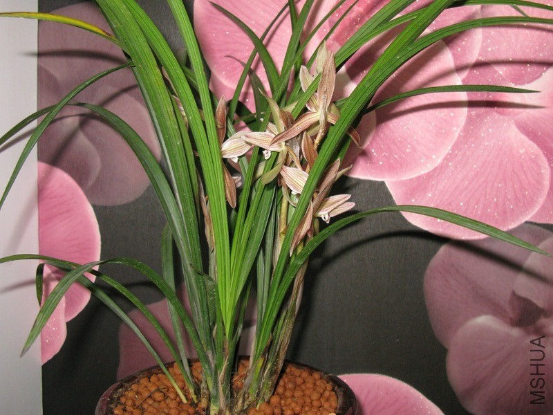 ���� 2010��01.jpg
