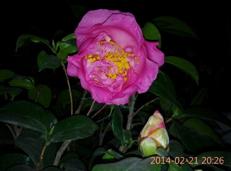 IMG_20140221_202647.JPG