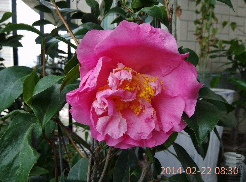IMG_20140222_083001.JPG