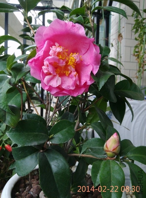 IMG_20140222_083044.JPG