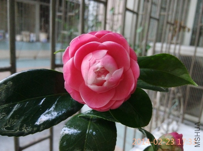 IMG_20140223_173312.JPG