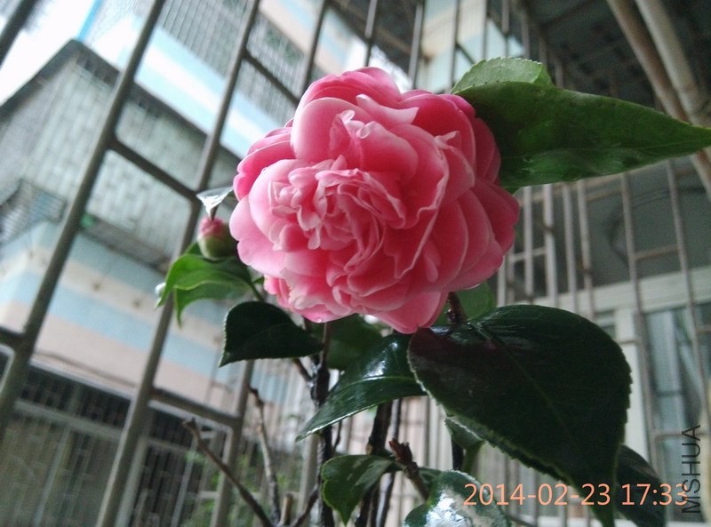 IMG_20140223_173351.JPG